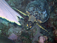 turtle release