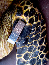 turtle tag